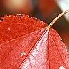 Acer rubrum 'Red Sunset', fall color