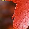 Acer rubrum 'Red Sunset', fall color
