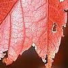 Acer rubrum 'Red Sunset', fall color
