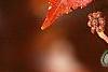 Acer rubrum 'Red Sunset', fall color