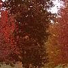 Acer rubrum 'Schlessingeri', habit