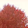 Acer rubrum 'Schlessingeri', habit