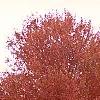 Acer rubrum 'Schlessingeri', habit