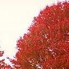Acer rubrum 'Schlessingeri', habit