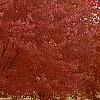 Acer rubrum 'Schlessingeri', habit