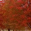 Acer rubrum 'Schlessingeri', habit