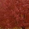 Acer rubrum 'Schlessingeri', habit