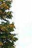 Acer saccharum, habit