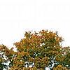 Acer saccharum, habit