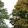 Acer saccharum, habit