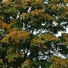 Acer saccharum, habit