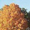 Acer saccharum, fall color