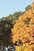 Acer saccharum, fall color