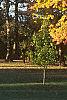 Acer saccharum, fall color