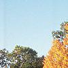 Acer saccharum, fall color