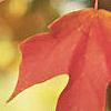 Acer saccharum, fall color