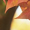 Acer saccharum, fall color
