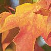 Acer saccharum, fall color