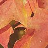 Acer saccharum, fall color