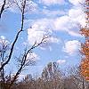 Acer saccharum, fall color