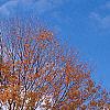 Acer saccharum, fall color