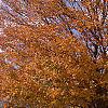 Acer saccharum, fall color