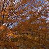 Acer saccharum, fall color