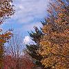 Acer saccharum, fall color