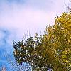 Acer saccharum, fall color
