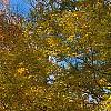Acer saccharum, fall color