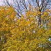 Acer saccharum, fall color