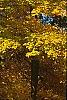 Acer saccharum, fall color