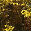 Acer saccharum, fall color
