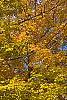 Acer saccharum, fall color