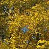 Acer saccharum, fall color