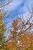 Acer saccharum, fall color