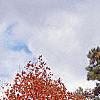 Acer saccharum, fall color