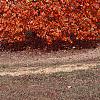 Acer saccharum, fall color