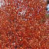Acer saccharum, fall color