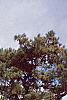 Acer saccharum, fall color