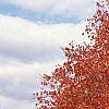 Acer saccharum, fall color