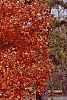 Acer saccharum, fall color
