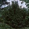 Acer saccharum 'Arrowhead', habit