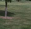 Acer saccharum 'Arrowhead', habit