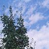 Acer saccharum 'Arrowhead', habit