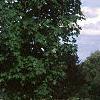 Acer saccharum 'Arrowhead', habit
