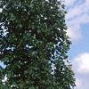 Acer saccharum 'Arrowhead', habit