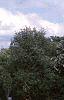 Acer saccharum 'Arrowhead', habit