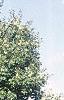 Acer saccharum 'Green Mountain', habit