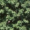 Acer saccharum 'Green Mountain', habit